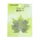 Leaf Sticky Note